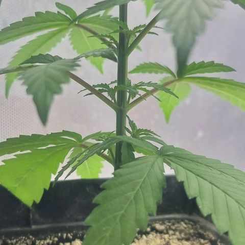 Super Skunk G13 growlog photo:  side branches now coming In 