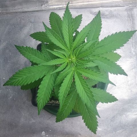 Super Skunk G13 growlog photo:  side branches now coming In 