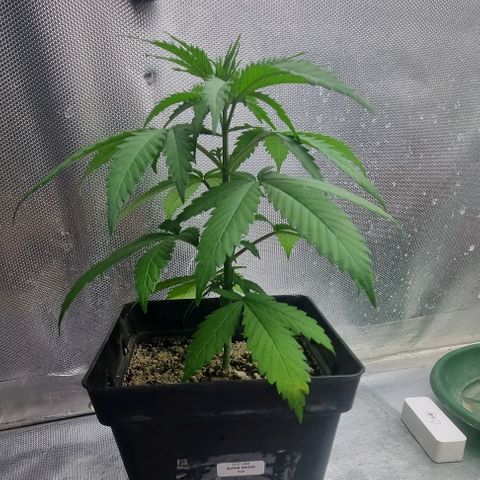 Super Skunk G13 growlog photo: Growing so well. First bottom leaves have been trimmed. They were turning yellow due to being in a shade 