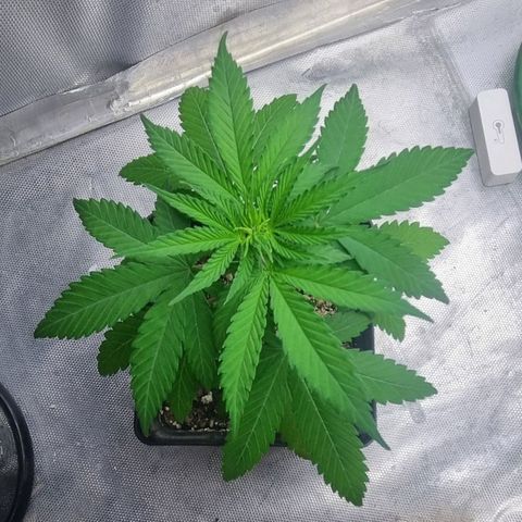 Super Skunk G13 growlog photo: Growing so well. First bottom leaves have been trimmed. They were turning yellow due to being in a shade 