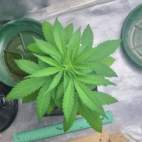 Super Skunk G13 growlog timeline photo