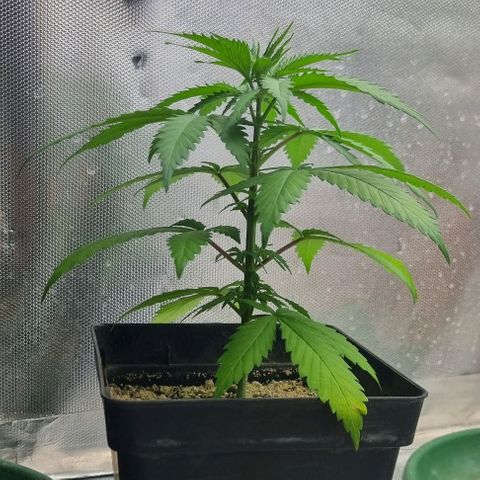 Super Skunk G13 growlog timeline photo