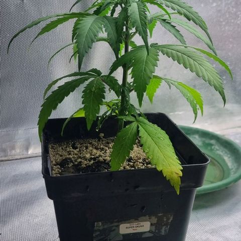 Super Skunk G13 growlog photo: Bottom leaves yellowing.. Guessing it's just not enough light. 