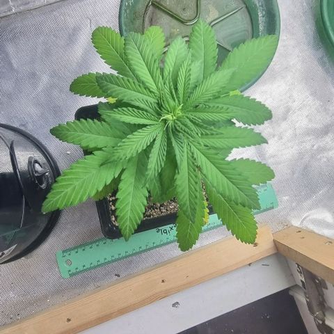 Super Skunk G13 growlog photo: Bottom leaves yellowing.. Guessing it's just not enough light. 