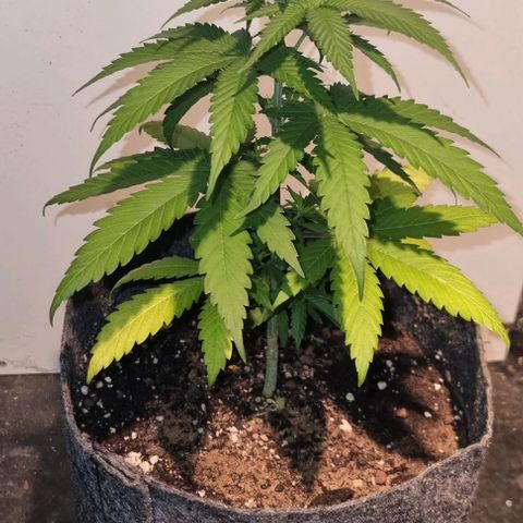 Super Skunk G13 growlog photo: Transplant been done just few days ago. She is looking very happy again.