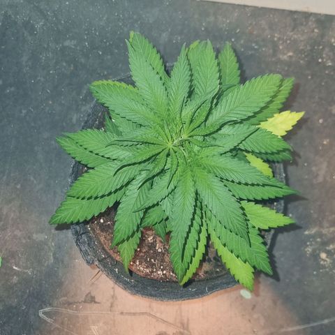 Super Skunk G13 growlog timeline photo