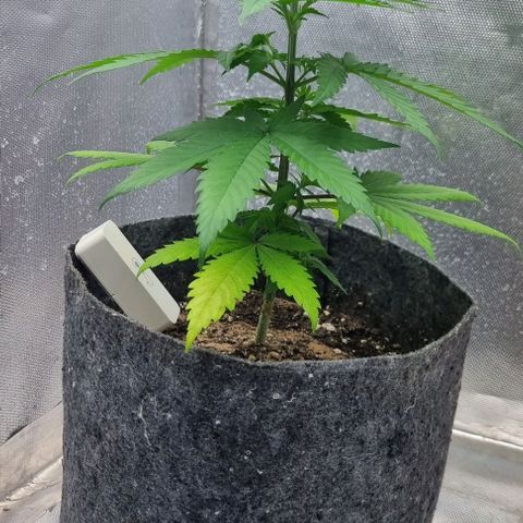 Super Skunk G13 growlog photo: Keep on growing. I need few clones so we can get the party started 