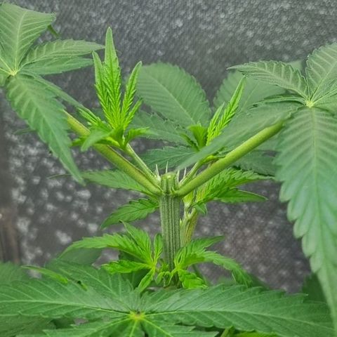 Super Skunk G13 growlog photo: Topping done. Everything looking healthy. Soon going to have some clones 
