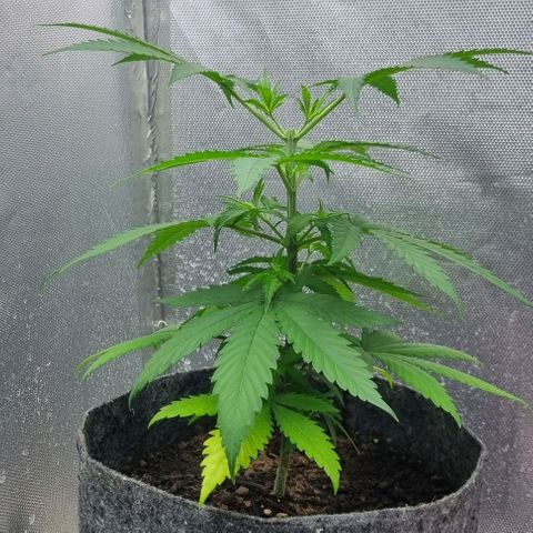 Super Skunk G13 growlog photo: Topping done. Everything looking healthy. Soon going to have some clones 