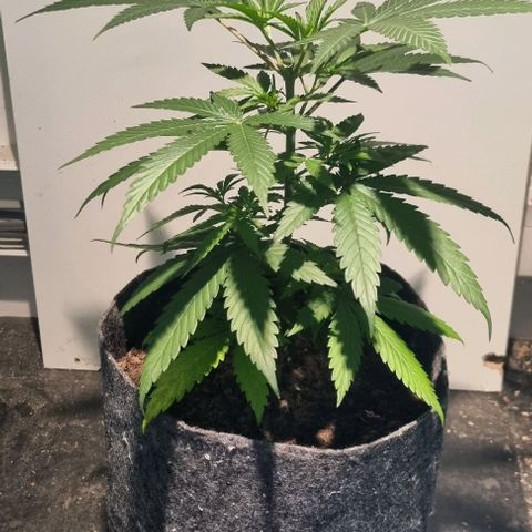 Super Skunk G13 growlog timeline photo