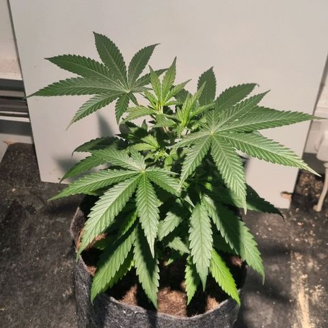 Super Skunk G13 growlog timeline photo