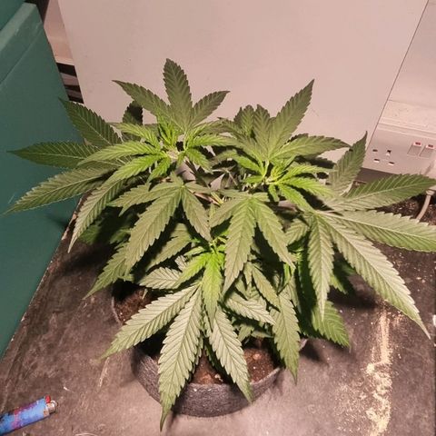 Super Skunk G13 growlog timeline photo