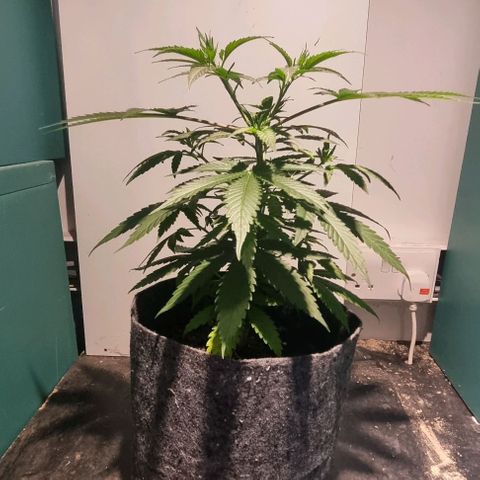 Super Skunk G13 growlog timeline photo