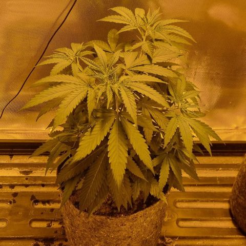 Super Skunk G13 growlog timeline photo