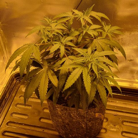 Super Skunk G13 growlog photo: Another topping done to incurage side shoots growth 