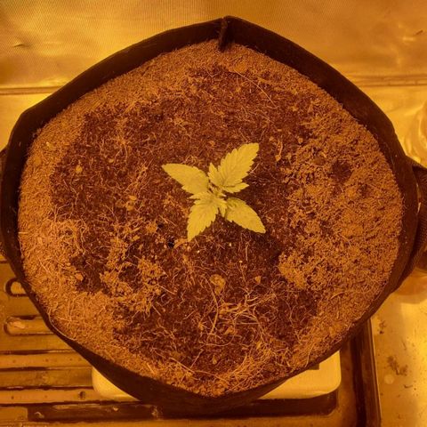 AUTO Think Different growlog timeline photo