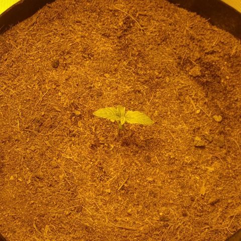 AUTO Think Different growlog timeline photo