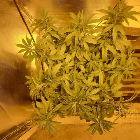 Super Skunk G13 growlog timeline photo