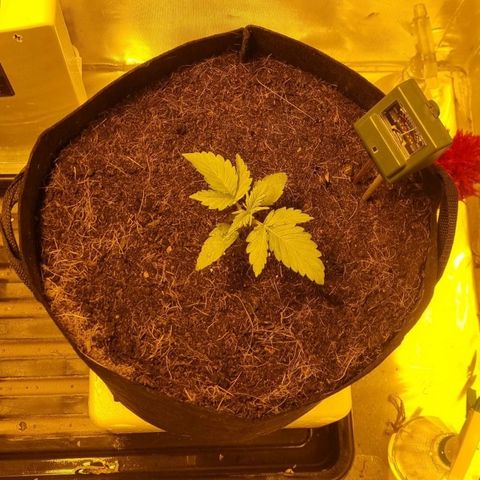 AUTO Think Different growlog timeline photo