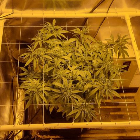 Super Skunk G13 growlog timeline photo