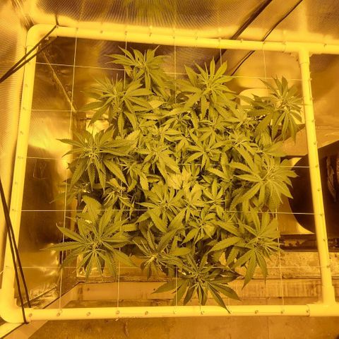 Super Skunk G13 growlog timeline photo