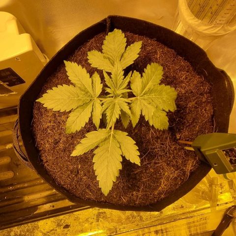 AUTO Think Different growlog timeline photo