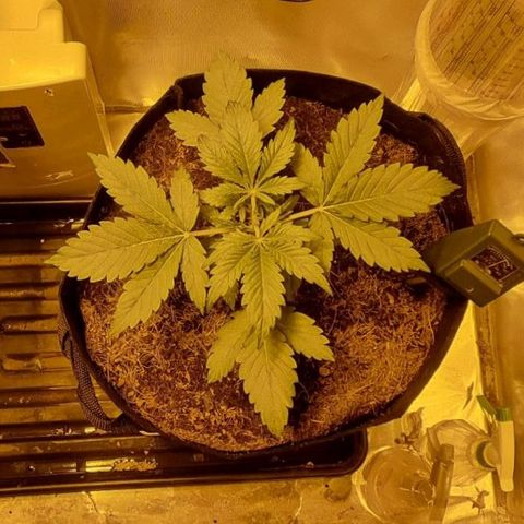 AUTO Think Different growlog timeline photo