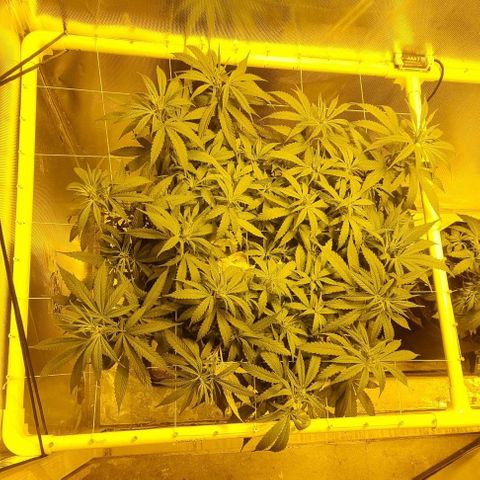 Super Skunk G13 growlog timeline photo
