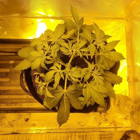 AUTO Think Different growlog timeline photo