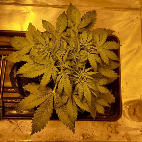 AUTO Think Different growlog timeline photo