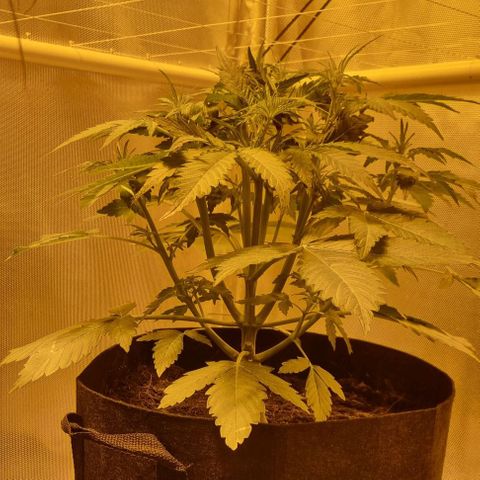 AUTO Think Different growlog timeline photo