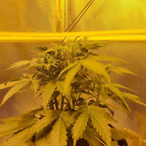 AUTO Think Different growlog timeline photo
