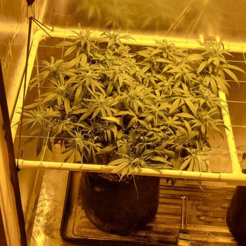 Super Skunk G13 growlog timeline photo