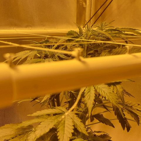 AUTO Think Different growlog photo: First tops poking through the net