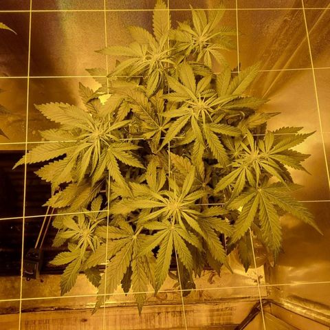 AUTO Think Different growlog timeline photo