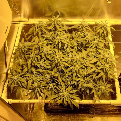 Super Skunk G13 growlog timeline photo