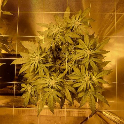 AUTO Think Different growlog timeline photo
