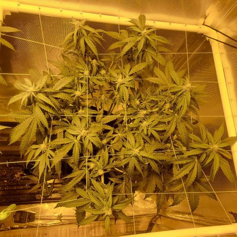 AUTO Think Different growlog timeline photo