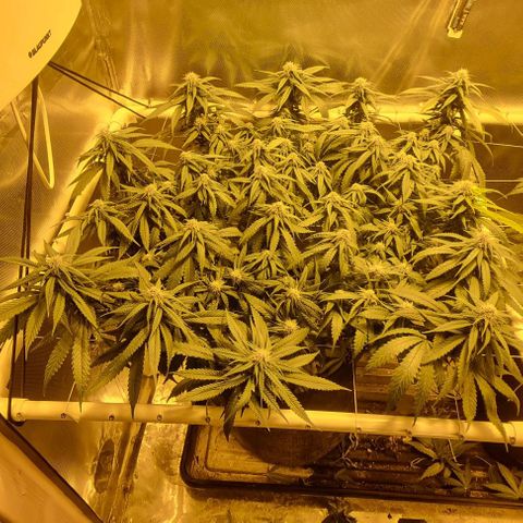 Super Skunk G13 growlog photo: Final canopy I hope lol 