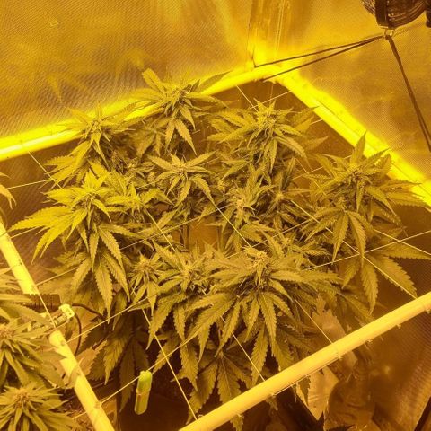 AUTO Think Different growlog timeline photo