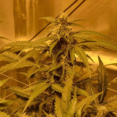 AUTO Think Different growlog timeline photo