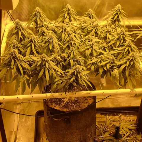 Super Skunk G13 growlog timeline photo