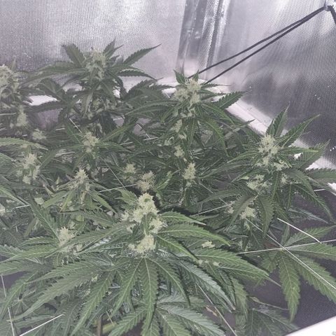 AUTO Think Different growlog timeline photo