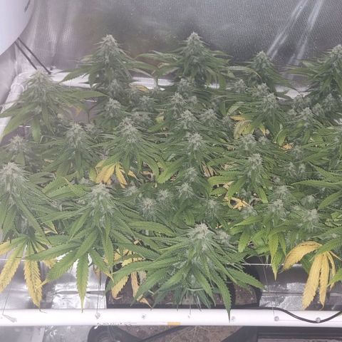 Super Skunk G13 growlog timeline photo