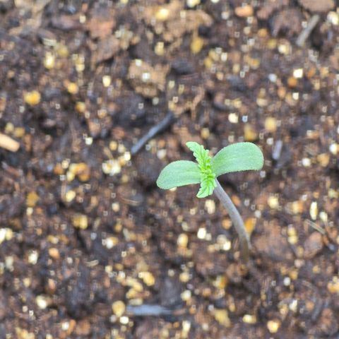 Cob's Copper Candy growlog photo: 6pm day two