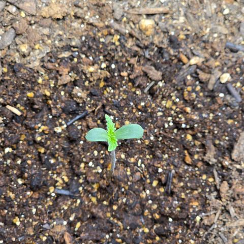 Cob's Copper Candy growlog timeline photo