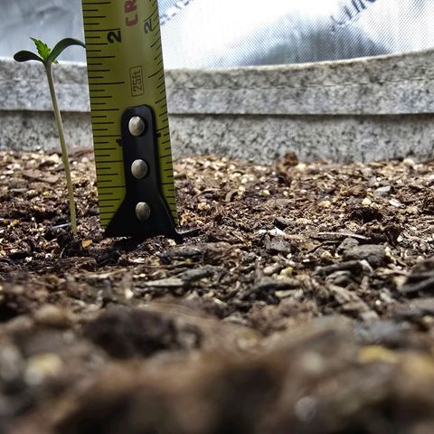 Cob's Copper Candy growlog timeline photo