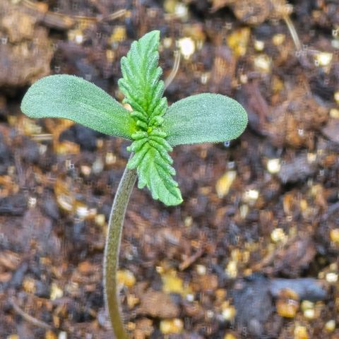 Cob's Copper Candy growlog photo: 11pm