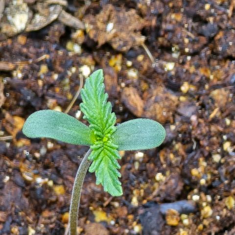 Cob's Copper Candy growlog timeline photo