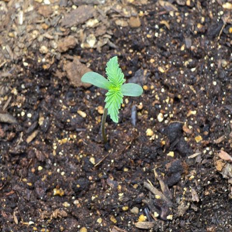 Cob's Copper Candy growlog timeline photo